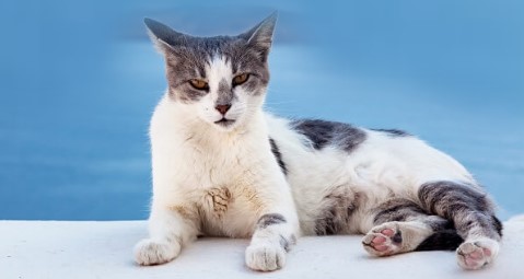 Aegean cat Popular Breed