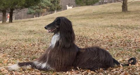 Afghan Hounds Popular Breed