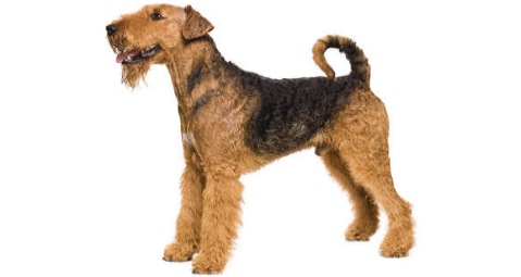 Airedale Terrier Popular Breed
