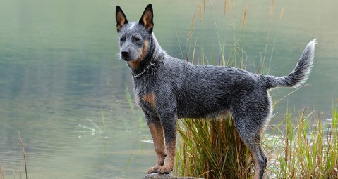 AUSTRALIAN CATTLE DOG Popular Breed