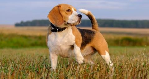 Beagle - Rank : 10 