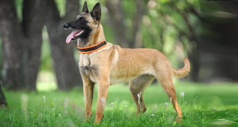 BELGIAN SHEPHERD DOG Popular Breed