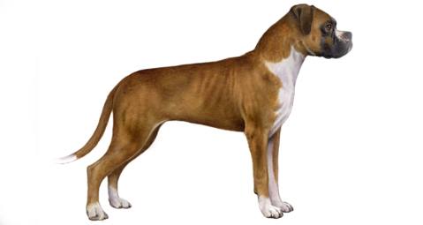 Boxers Popular Breed