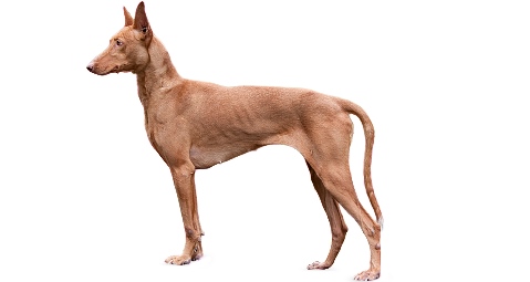 CANARIAN WARREN HOUND Popular Breed