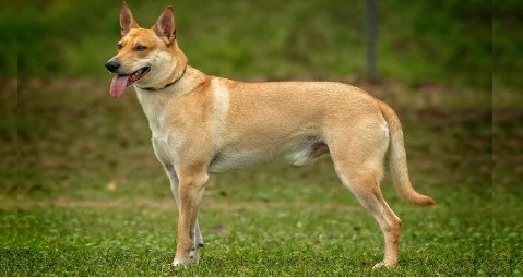 CAROLINA DOG Popular Breed