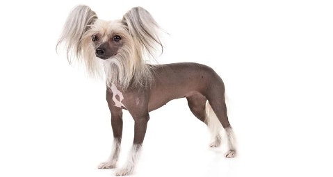 CHINESE CRESTED DOG Popular Breed
