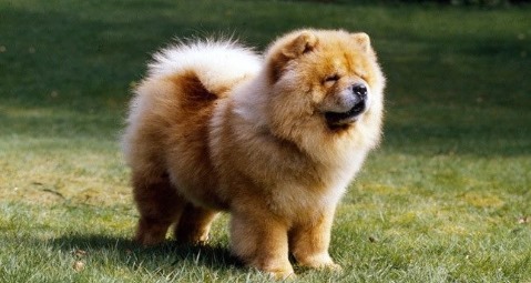 CHOW CHOW Popular Breed