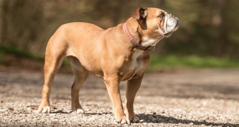 Continental Bulldog