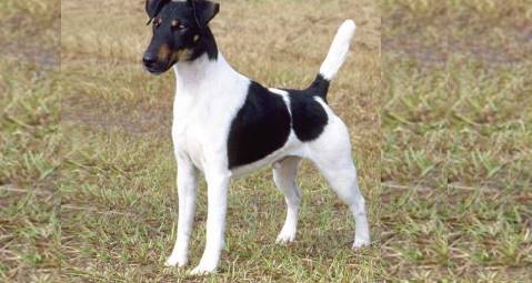 FOX TERRIER (SMOOTH)