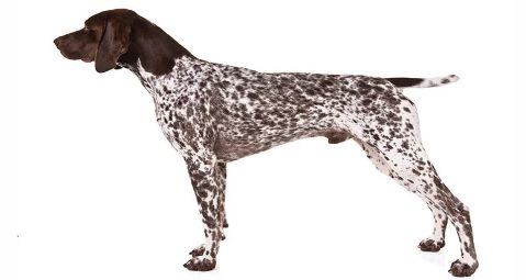German shorthaired pointer Popular Breed