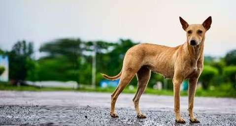 Indian Pariah Dog Popular Breed