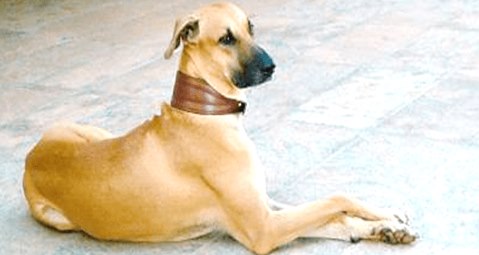 Kombai Dog Popular Breed