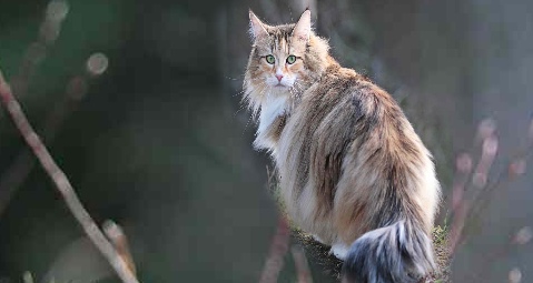 Norwegian Forest Cat Popular Breed