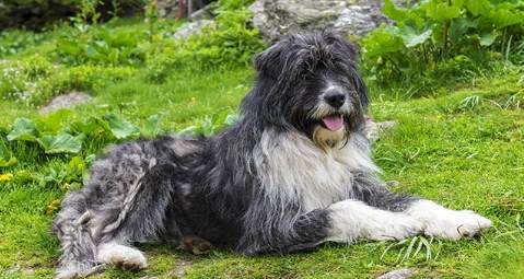 ROMANIAN MIORITIC SHEPHERD DOG Popular Breed
