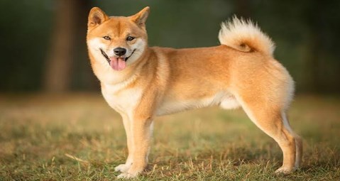 SHIBA Popular Breed