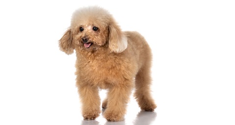 TOY POODLE Popular Breed